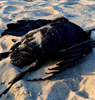 Грип птиці: Держпродспоживслужба закликає вжити заходів безпеки через міграцію диких птахів Грип птиці: Держпродспоживслужба закликає вжити заходів безпеки через міграцію диких птахів