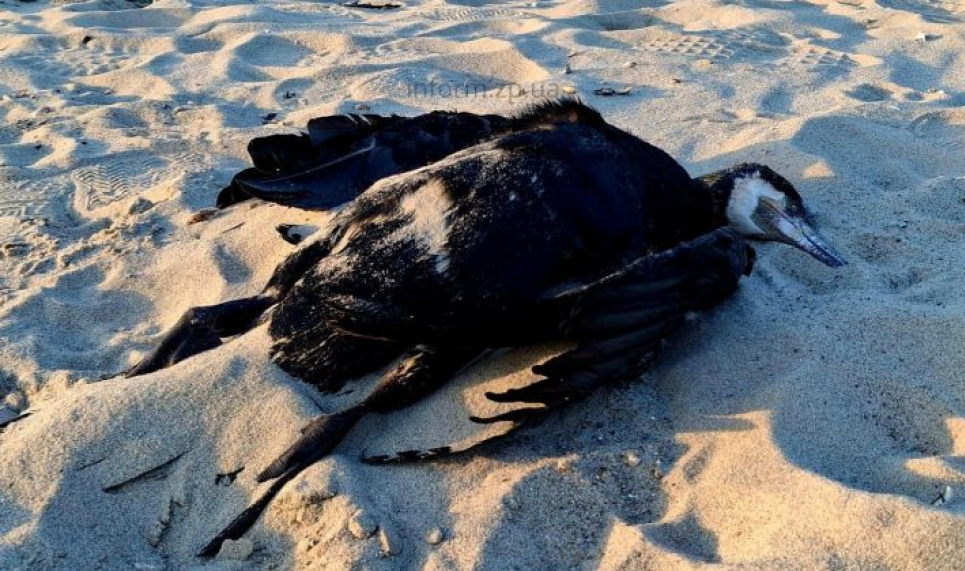 Грип птиці: Держпродспоживслужба закликає вжити заходів безпеки через міграцію диких птахів Грип птиці: Держпродспоживслужба закликає вжити заходів безпеки через міграцію диких птахів