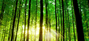 Екологічна свідомість як умова виживання: чому планета не витримає байдужості