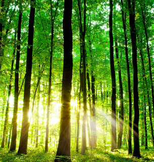 Планета не витримає байдужості: чому екологічна свідомість стала питанням виживання Екологічна свідомість як умова виживання: чому планета не витримає байдужості