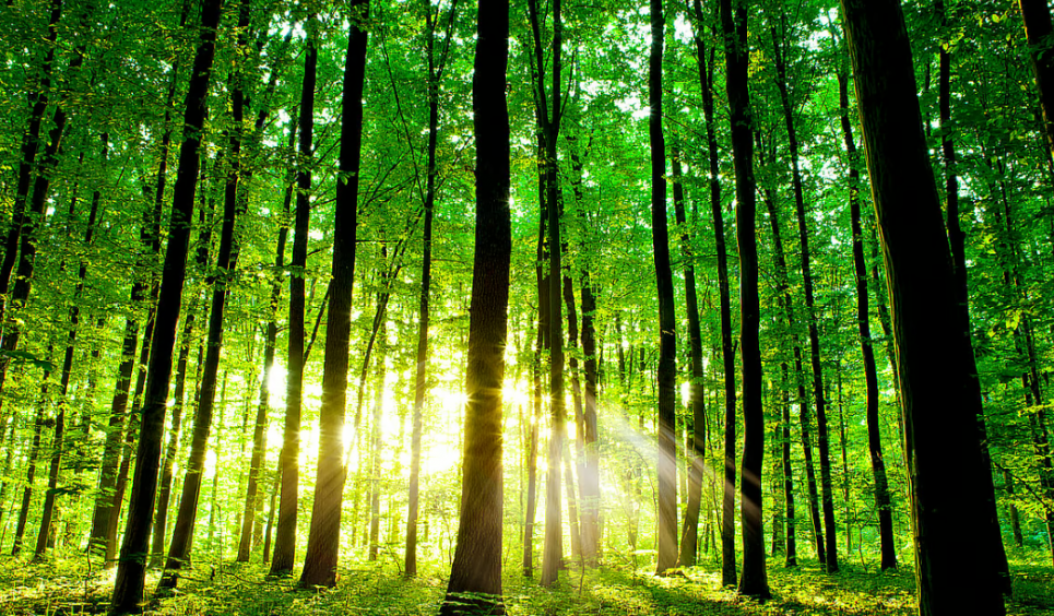 Планета не выдержит равнодушия: почему экологическое сознание стало вопросом выживания Экологическое сознание как условие выживания: почему планета не выдержит безразличия