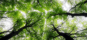 Велика зелена стіна: коли дерева стають зброєю проти Сахари Фото ілюстративне