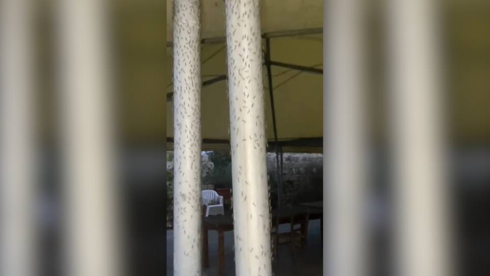 Тоскана під атакою комарів: туристи тікають, а місцеві вимагають оголосити надзвичайний стан Скрін відео Associated Press