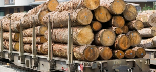 Збільшення лісозаготівлі та стратегія розвитку ринку деревини - КВРУ Мораторій на експорт деревини продовжено до кінця 2026 року