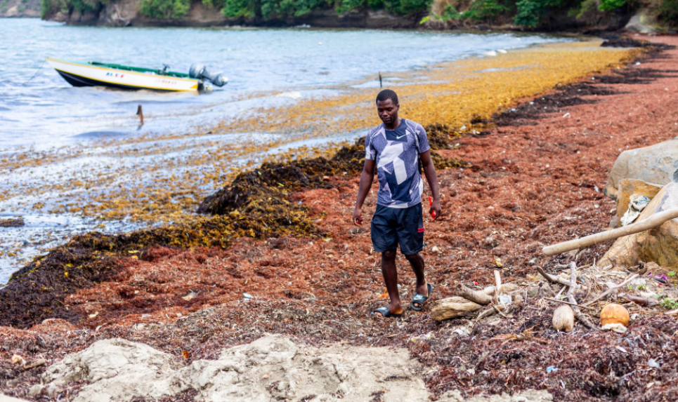 Цінна біосировина: Гренада вирішила перетворити саргасум з проблеми на можливість Фото: забруднене водоростями побережжя Гренади / The Guardian