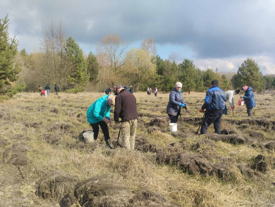 Понад 17,5 тис. дерев висадили селяни громади на Київщині Фото: жителі Студеників на Київщині закладають молодий ліс / Студениківська громада