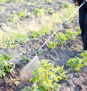 Прорив у біотехнологіях: бразильські вчені знайшли природну альтернативу гліфосату