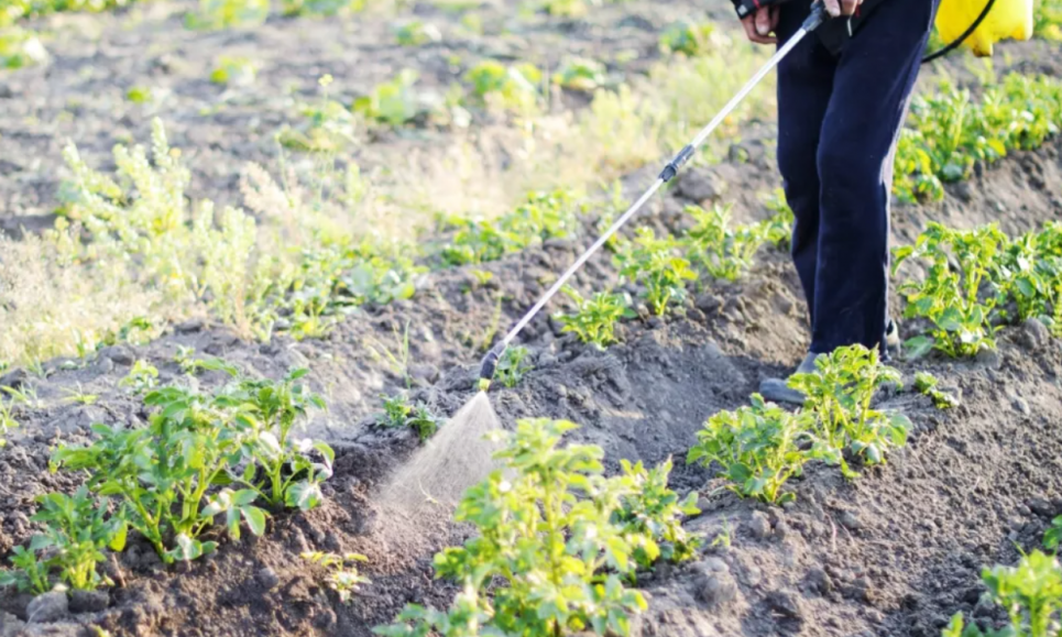 Прорив у біотехнологіях: бразильські вчені знайшли природну альтернативу гліфосату