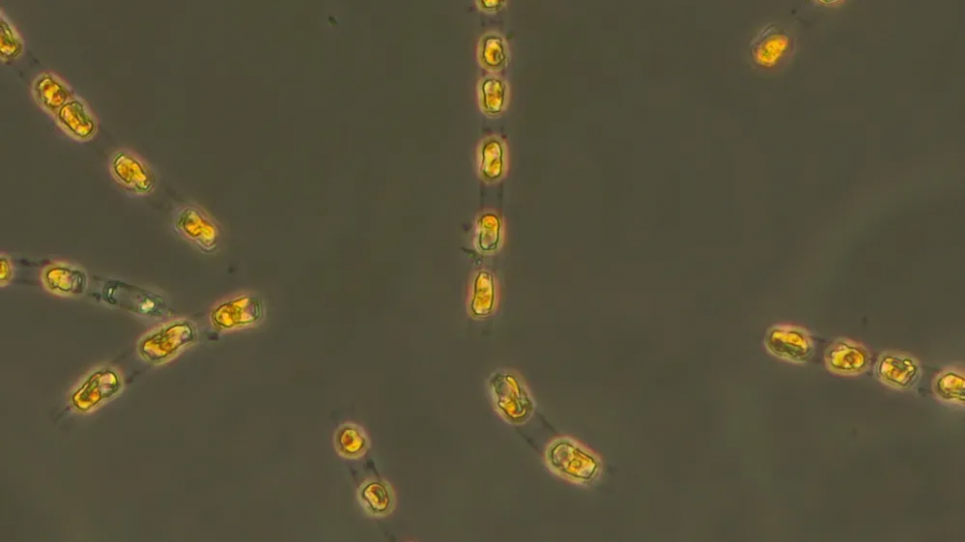 «Ростуть, діляться і фотосинтезують»: 7 000-річні водорості ожили Кілька водоростей виду Skeletonema marinoi були відроджені дослідниками. Фото: S. Bolius/Iow/dpa