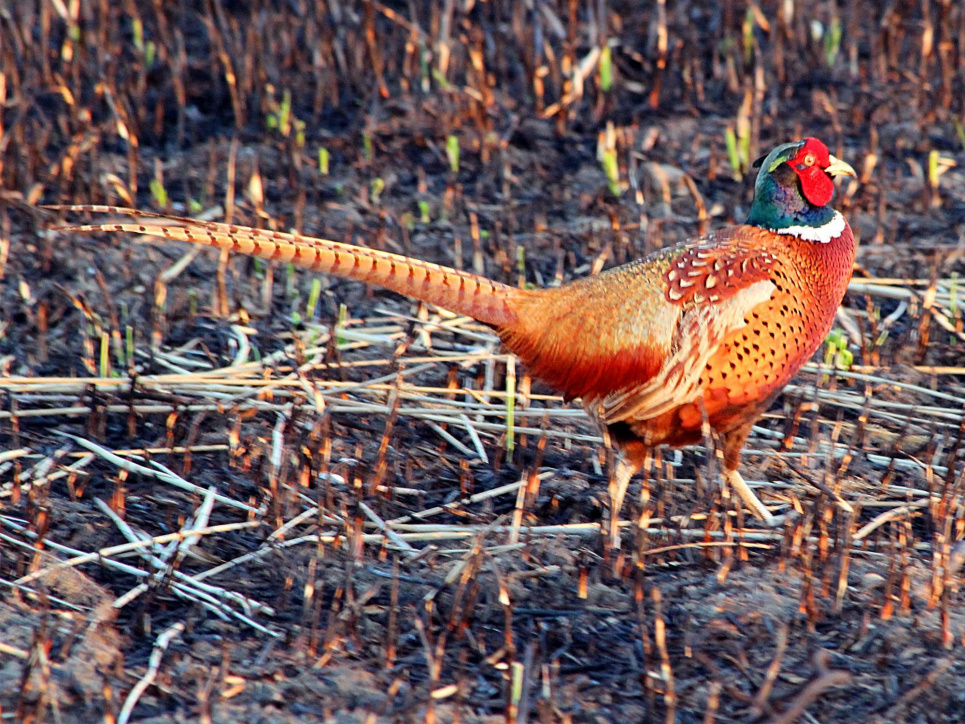 Наслідки пожежі у Нижньодністровському нацпарку: збитки сягнули 32 мільйонів гривень Пожежа у Нижньодністровському нацпарку завдала збитків на 32 млн грн