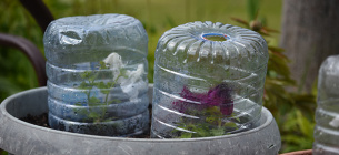 Весенние заморозки: Как спасти цветы и саженцы: как спасти цветы и саженцы Защита растений от весенних заморозков: простые советы для сада и балкона