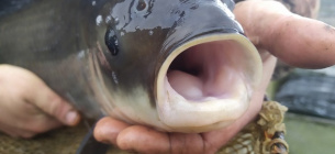 Результати аукціонів на вилов риби: нарада під керівництвом Тараса Висоцького щодо планів на 2026 рік