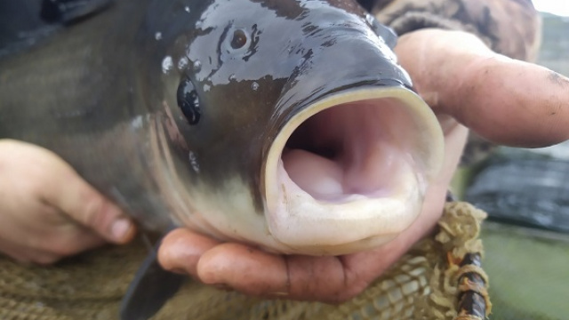 Результати аукціонів на вилов риби: нарада під керівництвом Тараса Висоцького щодо планів на 2026 рік