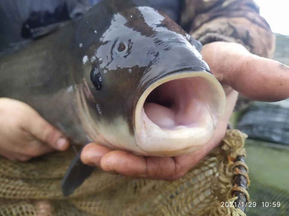 Минэкономики подвело итоги работы рыбного хозяйства и зарыбления водоемов