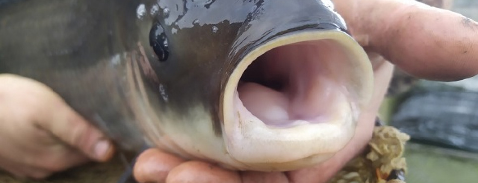 Результати аукціонів на вилов риби: нарада під керівництвом Тараса Висоцького щодо планів на 2026 рік