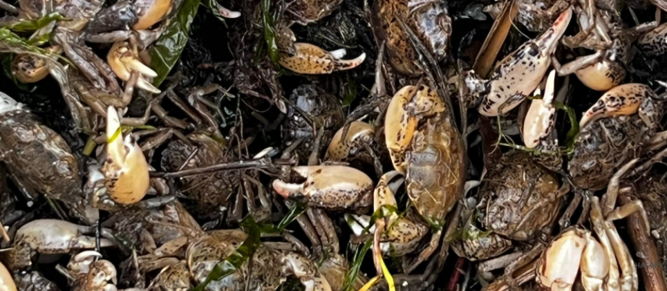 250 тис. грн збитків: на Одещині викрили браконьєра з великим уловом риби та крабів Браконьєрство на Дністровському лимані: чоловік завдав збитків на 250 тис. грн