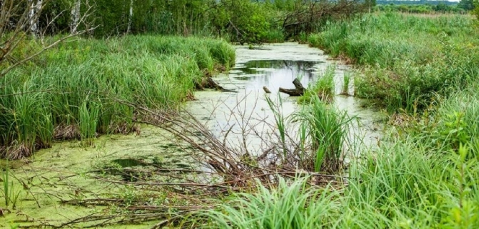 Суд вернул общине Львова почти 3,3 га уникального заказника «Торфяник Белогорща»  Прокуратура отсудила 3,3 га заказника «Торфяник Белогорща» во Львове