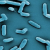 Електронна мікрофотографія Salmonella enterica серовару Thyphimurium. Фото: HZI/Manfred Rohde
