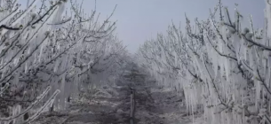 Турция пострадала от сильнейших за последние годы весенних заморозков Весенние заморозки в Турции: сокрушительный удар по сельскому хозяйству
