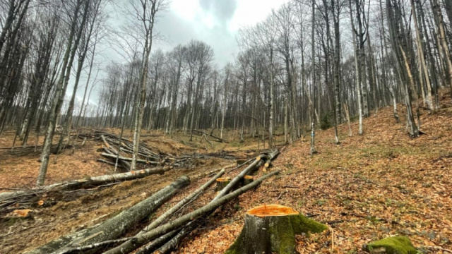 Екологічна криза в Карпатах: вплив війни, забудови та шумового забруднення на дику природу