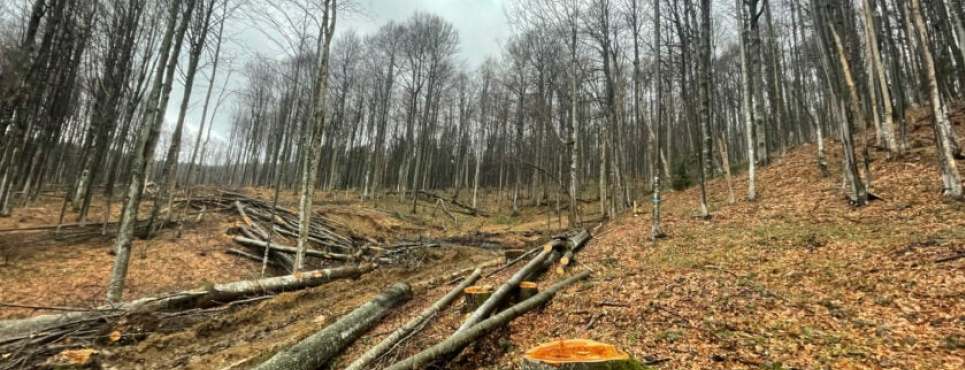 Экологический кризис в Карпатах: влияние войны, застройки и шумового загрязнения на дикую природу