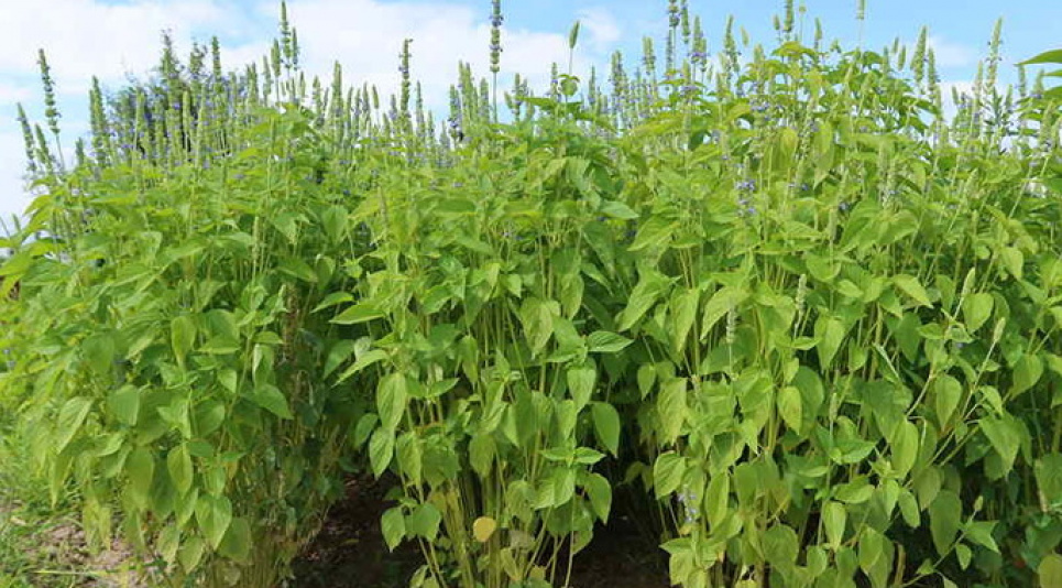 В Україні вивели новий сорт насіння чіа для промислового вирощування Українські аграрії готуються до вирощування нового сорту чіа