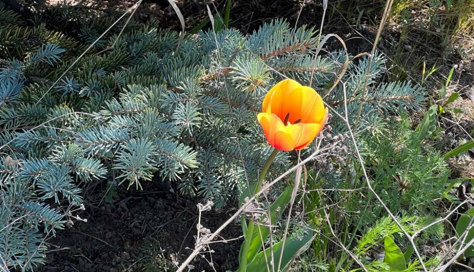 Погода 22 квітня: сухо та сонячно Погода 22 квітня