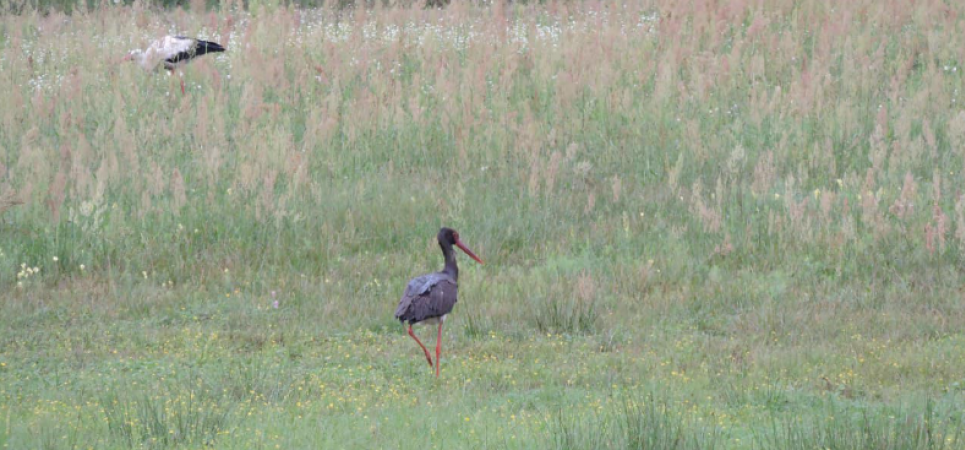Черный аист - редкий символ дикой природы Украины нуждается в сохранении Краснокнижная птица: черный аист как индикатор здоровья экосистем