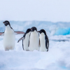 Всемирный день пингвинов 2025: Защита и сохранение уникальных птиц. Фото: Brian Myers