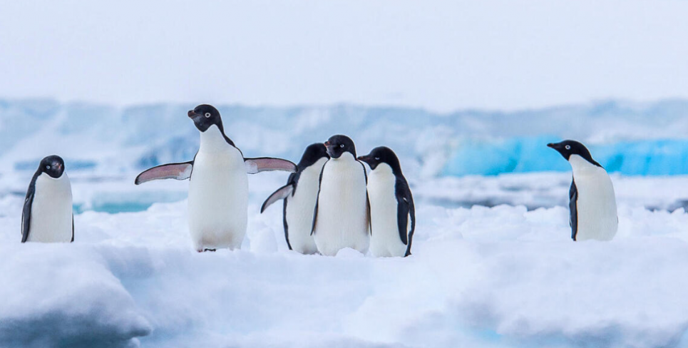 Від Антарктиди до Галапагосів: чарівні пінгвіни у відчайдушній боротьбі за виживання Всесвітній день пінгвінів 2025: Захист та збереження унікальних птахів. Фото: Brian Myers
