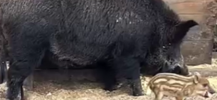 Семейство диких кабанов поселилось на подворье мужчины