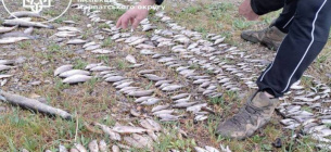 В реке на Буковине массово гибнет рыба в реке на Буковине