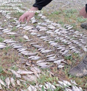 У річці на Буковині масово гине риба У річці на Буковині масово гине риба