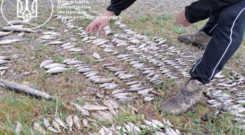 В реке на Буковине массово гибнет рыба В реке на Буковине массово гибнет рыба в реке на Буковине