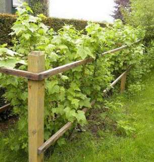 Народні прикмети як надійний дороговказ для посівної