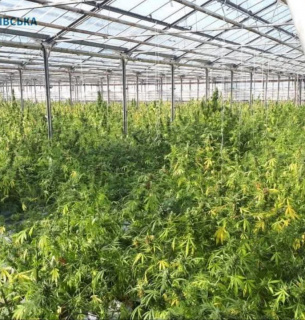На Прикарпатье осуждены наркодельцы, которые выращивали коноплю на десятки миллионов евро Ликвидация нарколаборатории на Ивано-Франковщине: преступники получили приговор. Фото: Ивано-Франковская областная прокуратура