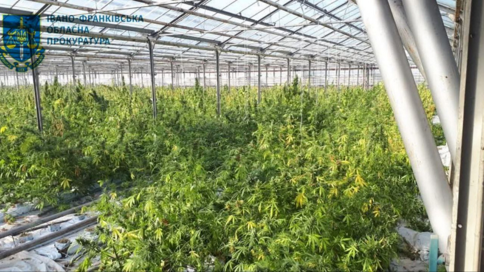 На Прикарпатье осуждены наркодельцы, которые выращивали коноплю на десятки миллионов евро Ликвидация нарколаборатории на Ивано-Франковщине: преступники получили приговор. Фото: Ивано-Франковская областная прокуратура