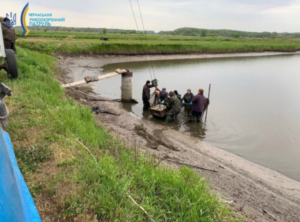 Майже 2 тисячі коропів випустили у Чорнобаївське водосховище Майже 2 тисячі коропів випустили у Чорнобаївське водосховище. Фото: Черкаський рибоохоронний патруль