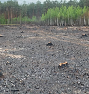 На Рівненщині оштрафовано палія лісу на майже 5 тисяч гривень Фото ДЕІ