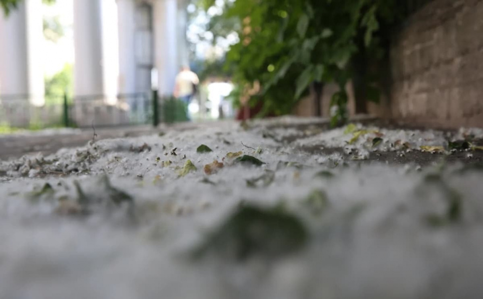Травневі алергії: чи винна у стражданнях тополя? Фото: Одеське життя