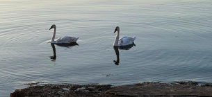 Лебеді-шипуни: як виживає один із символів української природи в умовах війни Фото ДЕІ