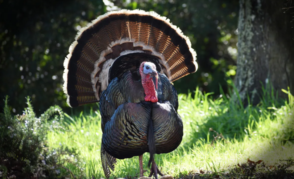 Почему мы не едим индюшиные яйца? Биологи раскрывают причины Фото: Shutterstock Professional/Shutterstock.com