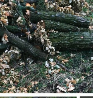 На Миколаївщині знищили 21 цінну породу дерев На Миколаївщині незаконно зрубали десятки дубів, завдавши значних збитків