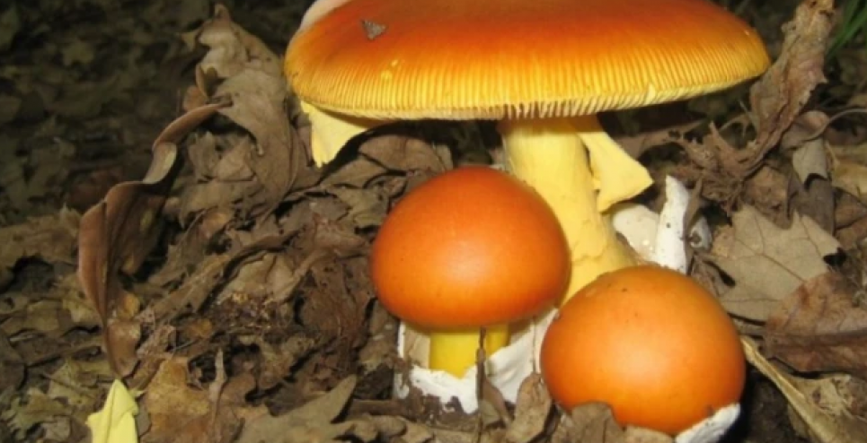 Экологи напоминают: срывание краснокнижных грибов в Украине – незаконно (ФОТО) Фото: nahuby.sk