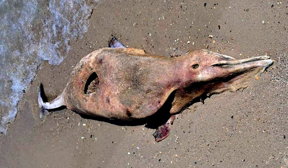 Черное море продолжает терять обитателей Фото: Иван Русев / Facebook