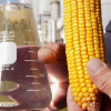 Експортний потенціал біоетанолу: в Україні створюють нові потужності, що потребують 3 млн тонн кукурудзи