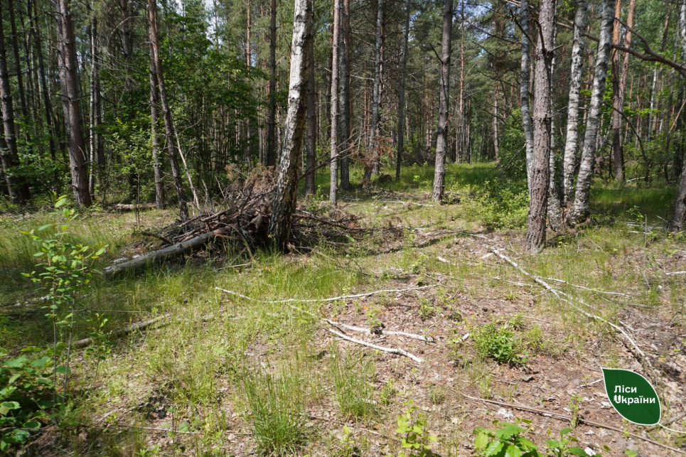 "Ничейный" лес на 6 млн: в Житомирской области обяжут возместить ущерб за массовую вырубку "Ничейный" лес на 6 млн