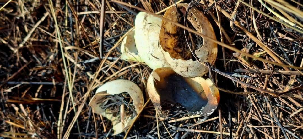 Екоцид в "Тузлівських лиманах": російські дрони спалили заповідні землі, загинули червонокнижні птахи Фото: facebook.com/ivan.rusev.215723