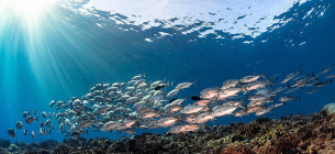 Фото Coral Reef Image Bank/Т.Йен