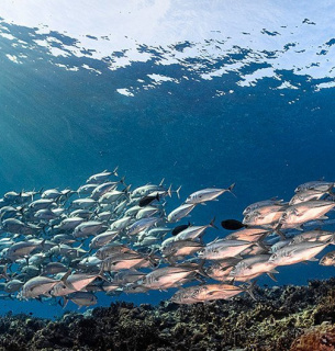Кислотный предел — как океаны пересекли невидимую точку невозврата Фото Coral Reef Image Bank/Т.Йен